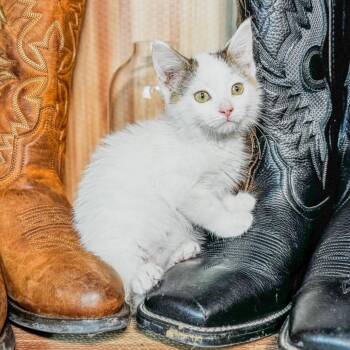 Alma -  Domestic Long Hair Cat for Adoption in Belleville, Illinois - Alma | PetCurious