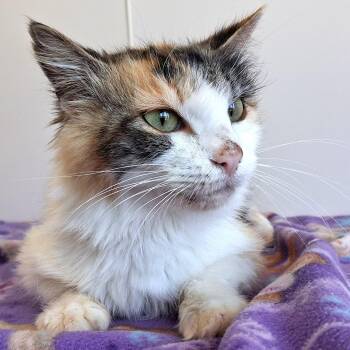 Payla -  Domestic Medium Hair Cat for Adoption in Belmont, New York - Payla | PetCurious