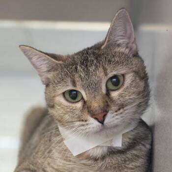 Amarys -  Domestic Short Hair Cat for Adoption in Huntsville, Alabama - Amarys | PetCurious