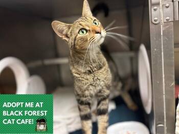 ODIN -  Domestic Short Hair Cat for Adoption in Fort Wayne, Indiana - ODIN | PetCurious