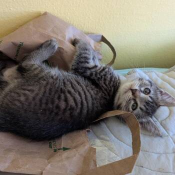 Cookie -  Domestic Short Hair Cat for Adoption in Cathlamet, Washington - Cookie | PetCurious