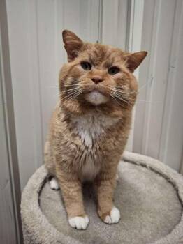 Domestic Short Hair Cats Available for Adoption - PORK CHOP | PetCurious