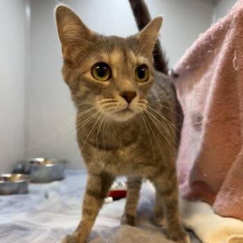 Domestic Short Hair Cats Available for Adoption in Pittsburgh, Pennsylvania - Lillian | PetCurious