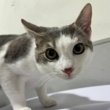 Domestic Short Hair Cats Available for Adoption - Lilo | PetCurious