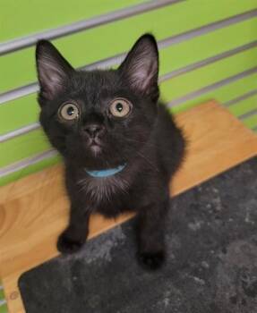 SAWYER -  Domestic Short Hair Cat for Adoption in St. Peters, Missouri - SAWYER | PetCurious