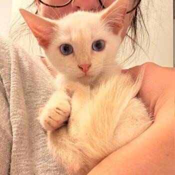 Sir Pounce A-lot -  Siamese Cat for Adoption - Sir Pounce A-lot | PetCurious