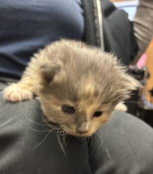 Little Bo Peep -  Domestic Medium Hair and Domestic Short Hair Cat for Adoption in Chamblee, Georgia - Little Bo Peep | PetCurious