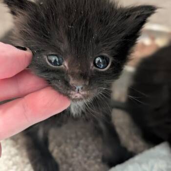 Gumbo -  Domestic Short Hair Cat for Adoption in Sand Springs, Oklahoma - Gumbo | PetCurious