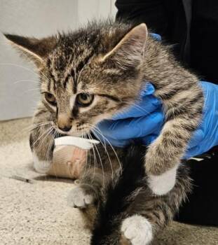 Paprika -  Domestic Short Hair Cat for Adoption in Lafayette, Indiana - Paprika | PetCurious