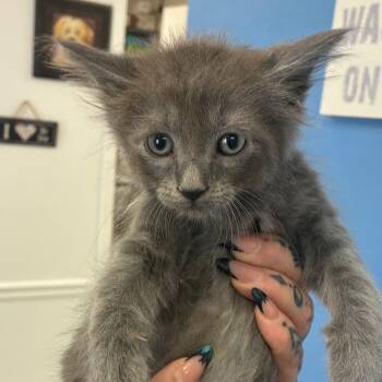 Wolfman -  Domestic Short Hair Cat for Adoption in Birmingham, Alabama - Wolfman | PetCurious