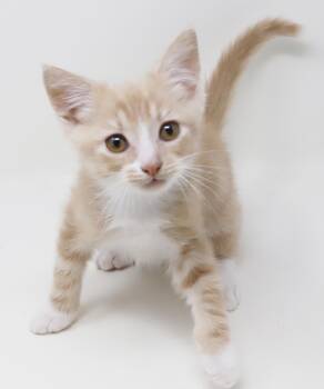 Buttercream is soooo delicious - Adored by all -  Tabby and Turkish Van Cat for Adoption in Bedford Hills, New York - Buttercream Is Soooo Delicious - Adored By All | PetCurious