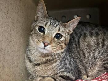 Tabby Cats Available for Adoption - Leroy | PetCurious
