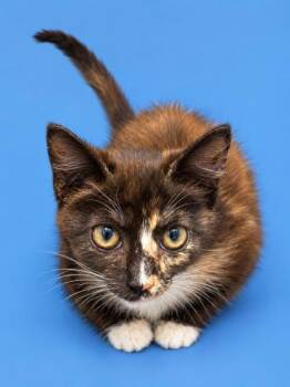 Dolly 1380-26 -  Domestic Short Hair Cat for Adoption in Cumming, Georgia - Dolly 1380-26 | PetCurious