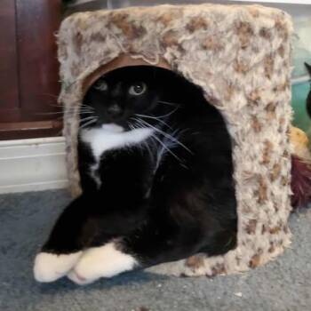 Orca -  Domestic Short Hair Cat for Adoption in Keansburg, New Jersey - Orca | PetCurious