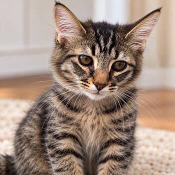 Tilly -  Domestic Short Hair Cat for Adoption in Long Beach, California - Tilly | PetCurious