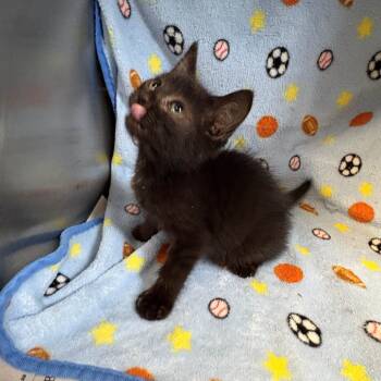 Lavender -  Domestic Short Hair Cat for Adoption in Edinburg, Virginia - Lavender | PetCurious