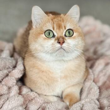 Tuna -  British Shorthair Cat for Adoption in Brownsboro, Alabama - Tuna | PetCurious
