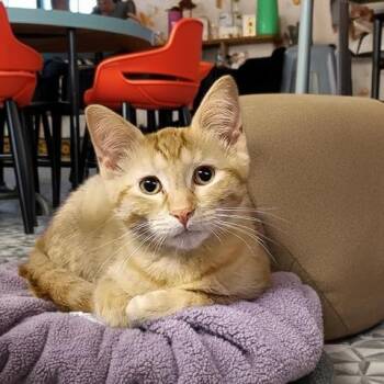 FLOWER -  Domestic Short Hair Cat for Adoption - FLOWER | PetCurious