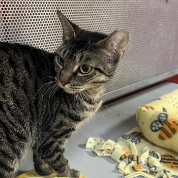 Domestic Short Hair Cats Available for Adoption - Scone | PetCurious