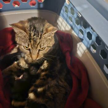 Domestic Short Hair Cats Available for Adoption in Ringtown, Pennsylvania - Sally Nursing Mom | PetCurious