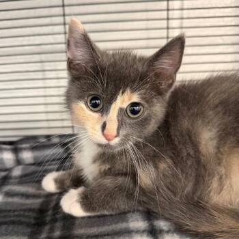 Fallon -  Domestic Short Hair Cat for Adoption in Hampton Bays, New York - Fallon | PetCurious