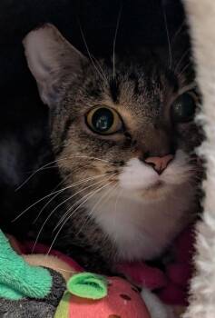 Domestic Short Hair Cats Available for Adoption in Gorham, Maine - Turtle | PetCurious