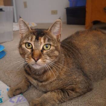 Jolene -  Abyssinian and Domestic Short Hair Cat for Adoption in Sacramento, California - Jolene | PetCurious