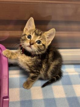 Domestic Short Hair Cats Available for Adoption in Helendale, California - Ruby  | PetCurious
