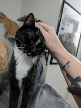 Rescue Domestic Short Hair Cats for Adoption in Cleburne, Texas - Oreo - Considering Indoor/Outdoor Placement | PetCurious
