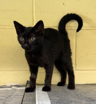 Lincoln -  Domestic Short Hair Cat for Adoption in Kingsland, Georgia - Lincoln | PetCurious
