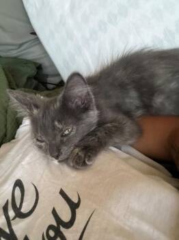 LUNA -  Domestic Short Hair Cat for Adoption in Burbank, California - LUNA | PetCurious