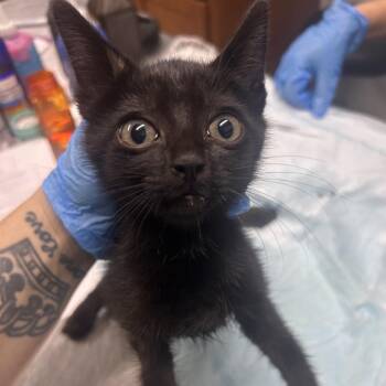 Saylor -  Domestic Short Hair Cat for Adoption in Summerville, South Carolina - Saylor | PetCurious