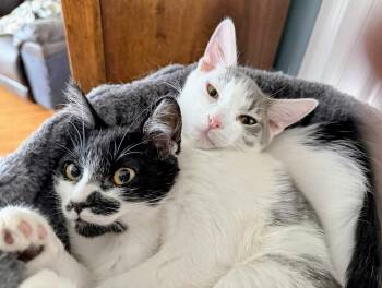 Milano and Verona (bonded pair, reduced adoption fee) -  Maine Coon and Domestic Medium Hair Cat for Adoption in Melrose, Massachusetts - Milano And Verona (bonded Pair, Reduced Adoption Fee) | PetCurious