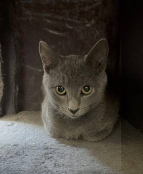 Slate Gray Mob -  Domestic Short Hair Cat Available for Adoption in West Peoria, Illinois - Slate Gray Mob | PetCurious