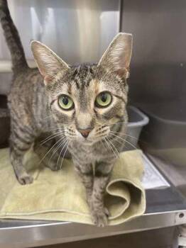 Rescue Domestic Short Hair Cats for Adoption in Annapolis, Maryland - Cookie | PetCurious