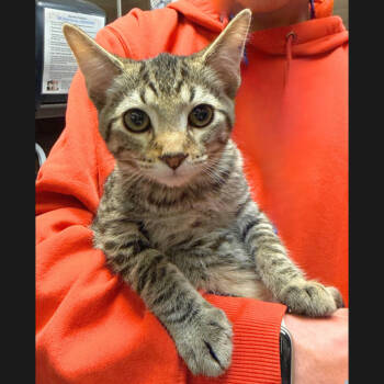 Rescue Domestic Short Hair Cats for Adoption in Hemet, California - Tommy | PetCurious