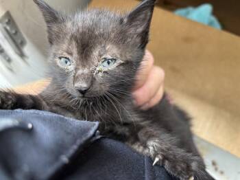 SYLVESTER -  Domestic Short Hair Cat for Adoption - SYLVESTER | PetCurious