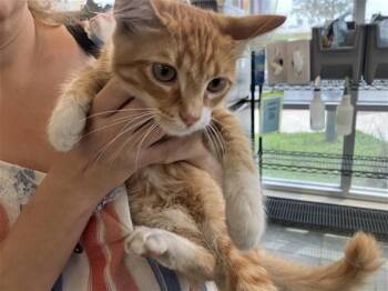 DANDELION -  Domestic Medium Hair Cat for Adoption in San Antonio, Texas - DANDELION | PetCurious