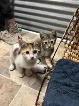 Bunny -  Domestic Short Hair Cat for Adoption in Williamsburg, New Mexico - Bunny | PetCurious