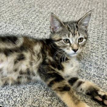 Domestic Short Hair Cats Available for Adoption in Fishers, Indiana - Cholula | PetCurious