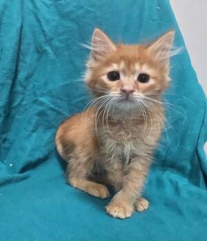 Bonsai -  Domestic Medium Hair Cat for Adoption in Dickson, Tennessee - Bonsai | PetCurious