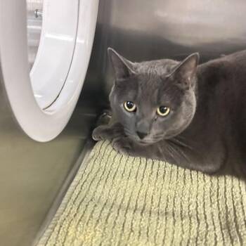 Domestic Short Hair Cats Available for Adoption - Thumper | PetCurious