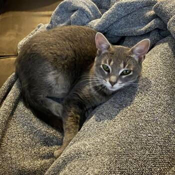 Shopping -  Domestic Short Hair Cat for Adoption in Chicago, Illinois - Shopping | PetCurious