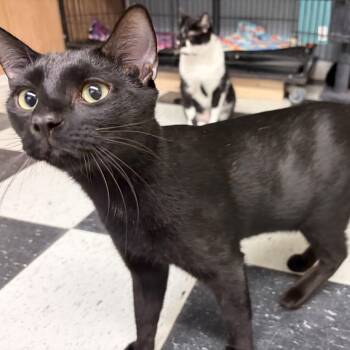 Panther -  American Shorthair Cat for Adoption in Perry, Georgia - Panther | PetCurious