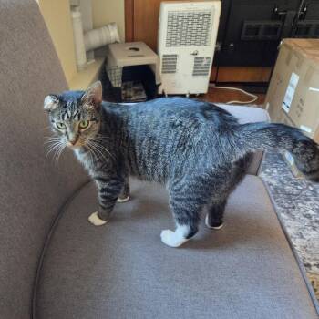 Wine -  Domestic Short Hair Cat for Adoption in Evanston, Illinois - Wine | PetCurious