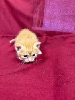 Domestic Short Hair Cats Available for Adoption in Rosenberg, Texas - BOBBIE | PetCurious