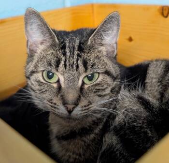 Domestic Short Hair Cats Available for Adoption in Defiance, Ohio - Faye | PetCurious