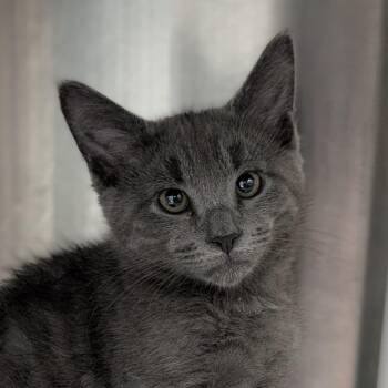 Sharper Image -  Domestic Short Hair Cat for Adoption in Seattle, Washington - Sharper Image | PetCurious
