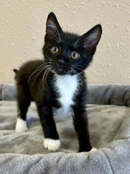 Artemis -  Domestic Short Hair Cat Available for Adoption in Decatur, Illinois - Artemis | PetCurious