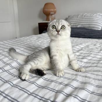 Deimos -  Scottish Fold Cat for Adoption - Deimos | PetCurious